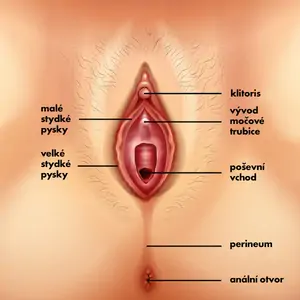 Co tvoří vaginu