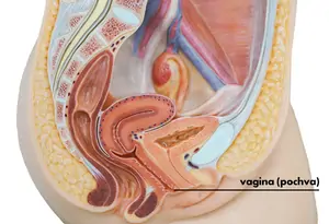 Uložení vaginy v těle